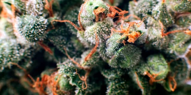 Czy medyczna ma THC? Odkryj stężenia i skutki terapeutyczne Czy medyczna ma THC? Odkryj stężenia i skutki terapeutyczne