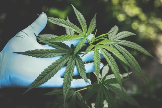 Ile THC ma medyczna marihuana? Zrozum skutki i wybór odmiany Ile THC ma medyczna marihuana? Zrozum skutki i wybór odmiany